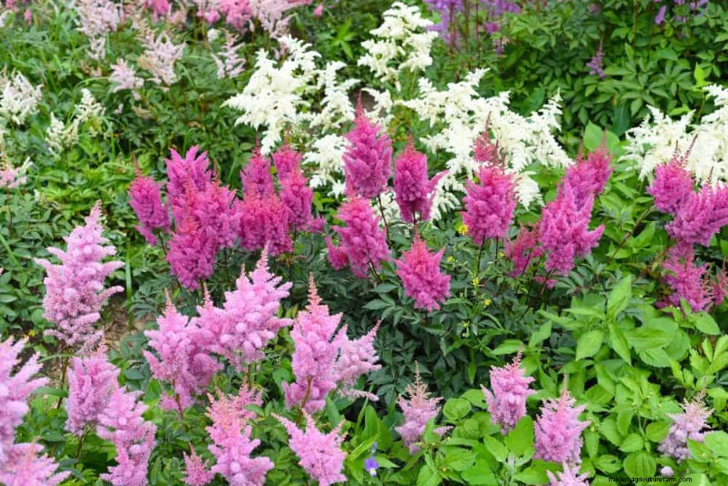 Beste Pflanzen für natürliche Gartenränder | Tipps für Landschaftsarchitekten 