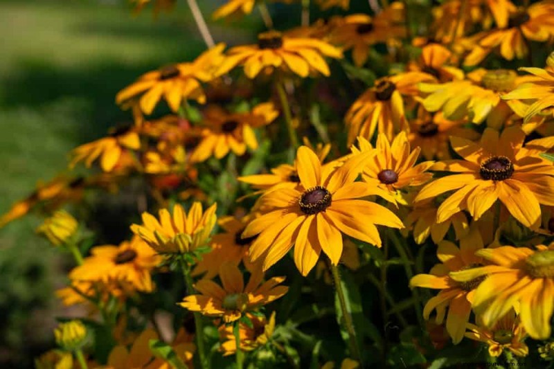 Beste Pflanzen für natürliche Gartenränder | Tipps für Landschaftsarchitekten 