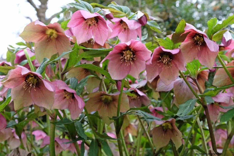 Beste Pflanzen für natürliche Gartenränder | Tipps für Landschaftsarchitekten 