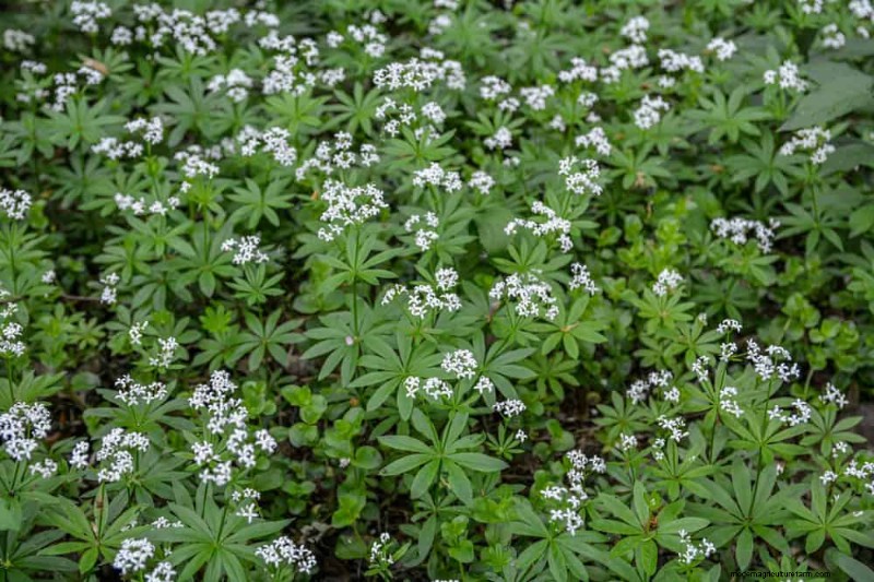 Beste Pflanzen für natürliche Gartenränder | Tipps für Landschaftsarchitekten 