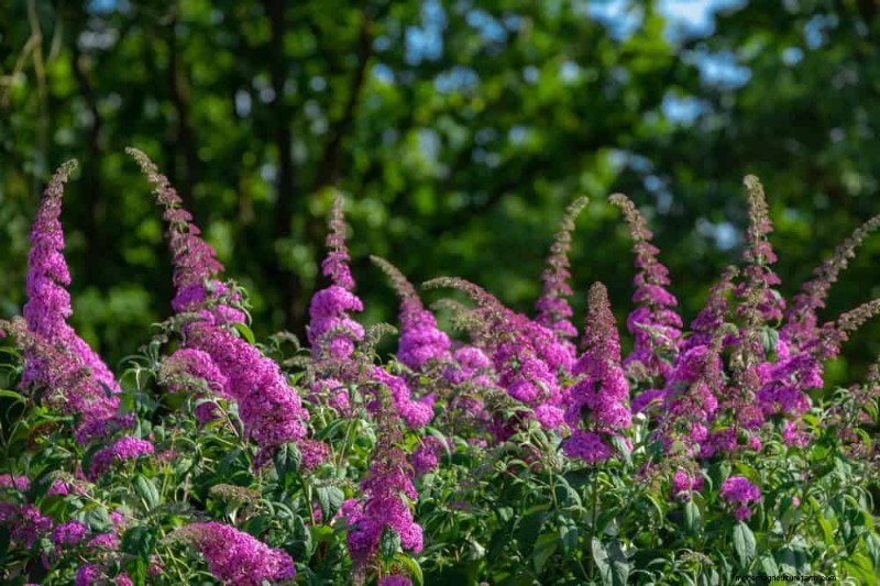 Beste Pflanzen für natürliche Gartenränder | Tipps für Landschaftsarchitekten 