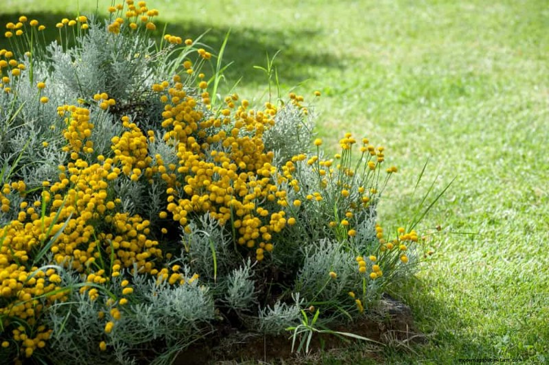 Beste Pflanzen für natürliche Gartenränder | Tipps für Landschaftsarchitekten 