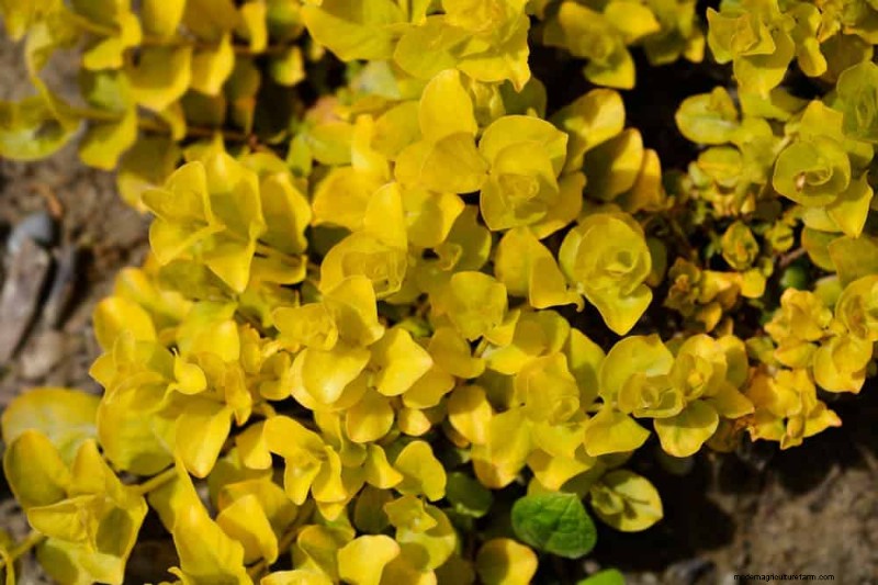 Beste Pflanzen für natürliche Gartenränder | Tipps für Landschaftsarchitekten 