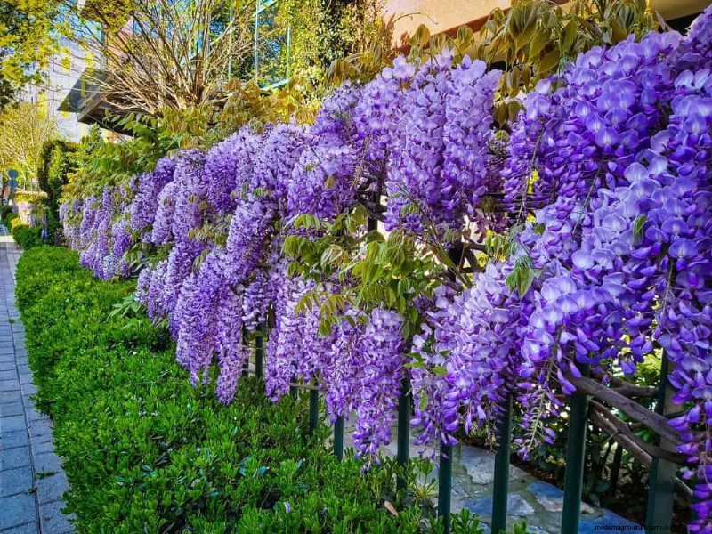 Beste Pflanzen für natürliche Gartenränder | Tipps für Landschaftsarchitekten 