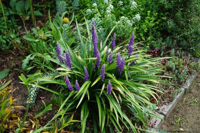 Beste Pflanzen für natürliche Gartenränder | Tipps für Landschaftsarchitekten 
