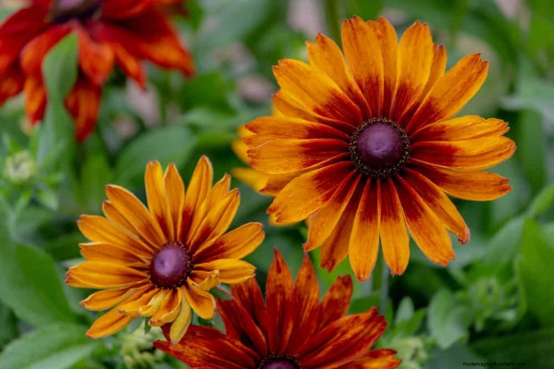 Beste Pflanzen für natürliche Gartenränder | Tipps für Landschaftsarchitekten 