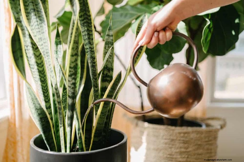 Bladval van kamerplanten:oorzaken en oplossingen | Gids voor plantenverzorging 