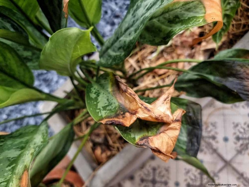 Bladval van kamerplanten:oorzaken en oplossingen | Gids voor plantenverzorging 