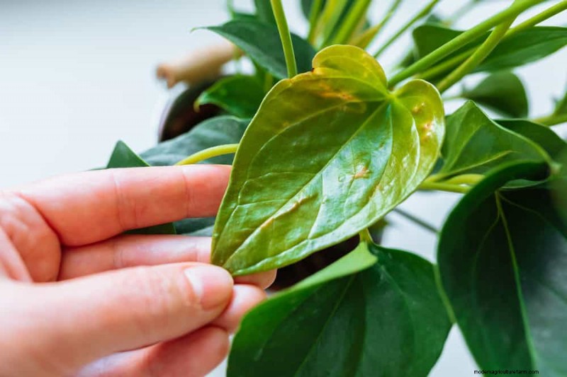 Bladval van kamerplanten:oorzaken en oplossingen | Gids voor plantenverzorging 