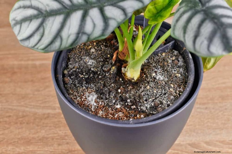 Bladval van kamerplanten:oorzaken en oplossingen | Gids voor plantenverzorging 