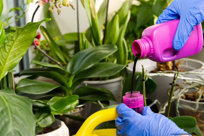 Bladval van kamerplanten:oorzaken en oplossingen | Gids voor plantenverzorging 