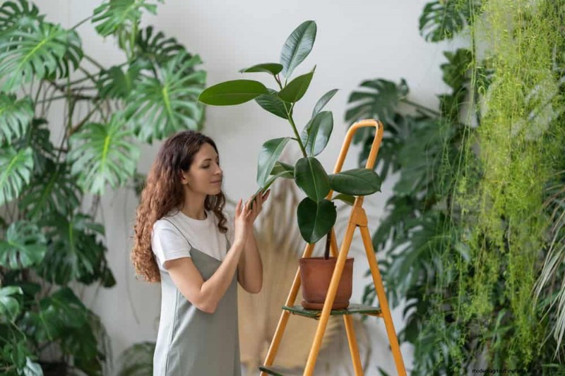 Bladval van kamerplanten:oorzaken en oplossingen | Gids voor plantenverzorging 