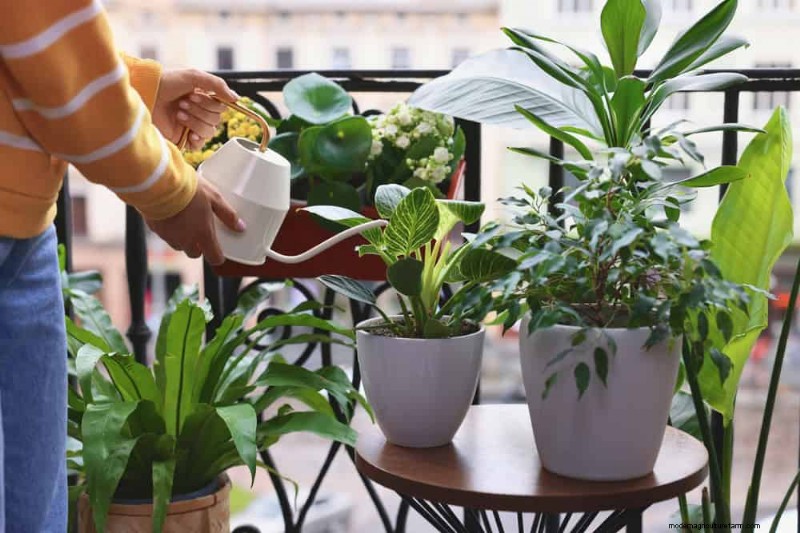 Veelvoorkomende fouten bij het water geven van kamerplanten:het ontkrachten van mythen over gezondere planten 