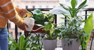 Veelvoorkomende fouten bij het water geven van kamerplanten:het ontkrachten van mythen over gezondere planten 