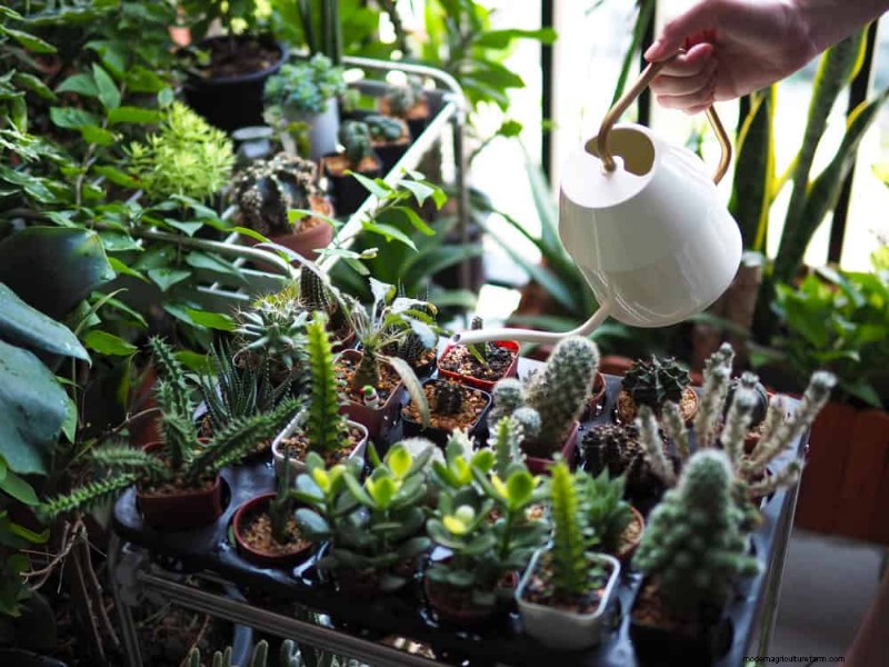 Veelvoorkomende fouten bij het water geven van kamerplanten:het ontkrachten van mythen over gezondere planten 