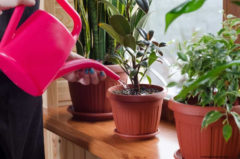 Veelvoorkomende fouten bij het water geven van kamerplanten:het ontkrachten van mythen over gezondere planten 