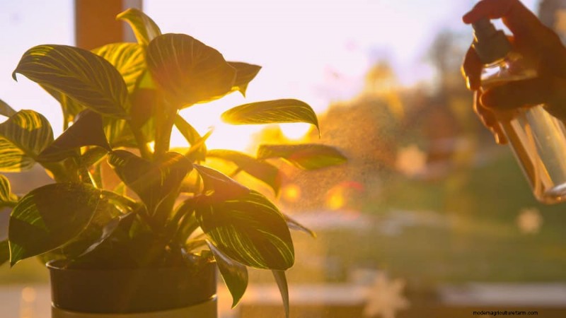 Veelvoorkomende fouten bij het water geven van kamerplanten:het ontkrachten van mythen over gezondere planten 