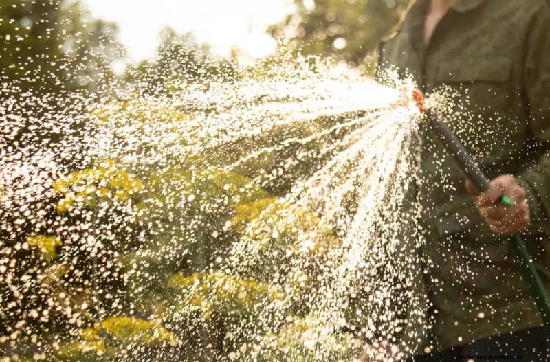 Veelvoorkomende fouten bij het water geven van kamerplanten:het ontkrachten van mythen over gezondere planten 