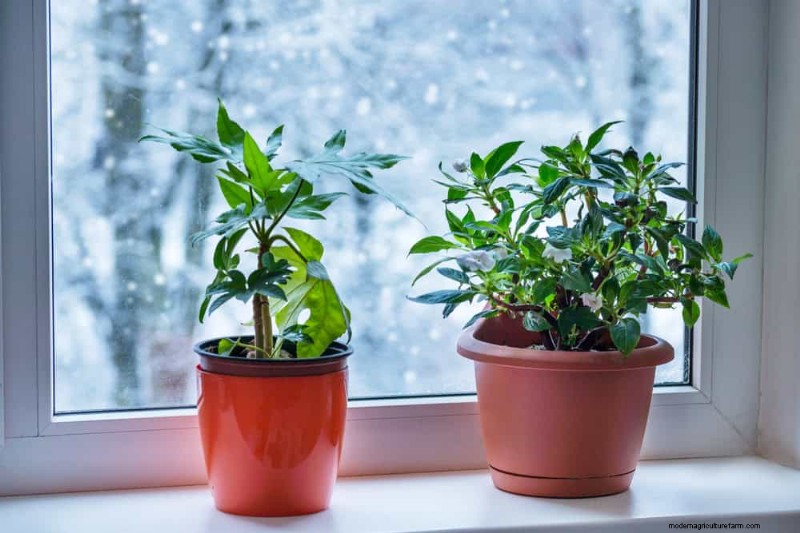 Veelvoorkomende fouten bij het water geven van kamerplanten:het ontkrachten van mythen over gezondere planten 