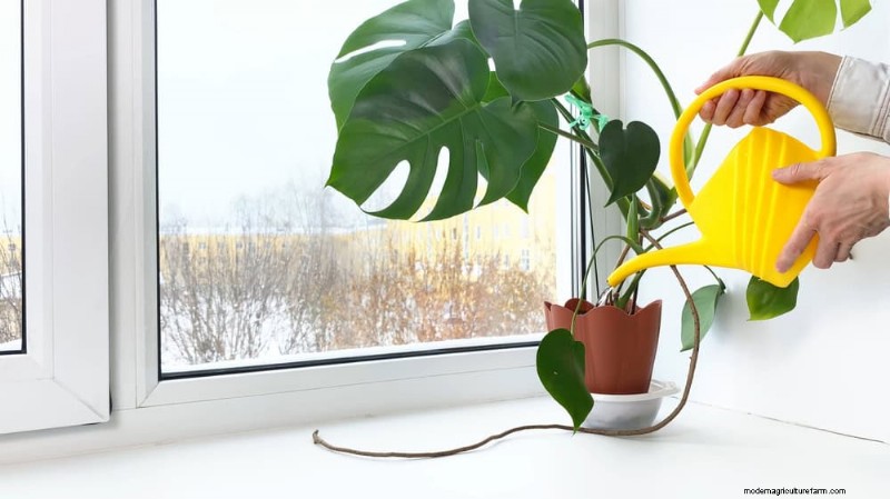 Veelvoorkomende fouten bij het water geven van kamerplanten:het ontkrachten van mythen over gezondere planten 