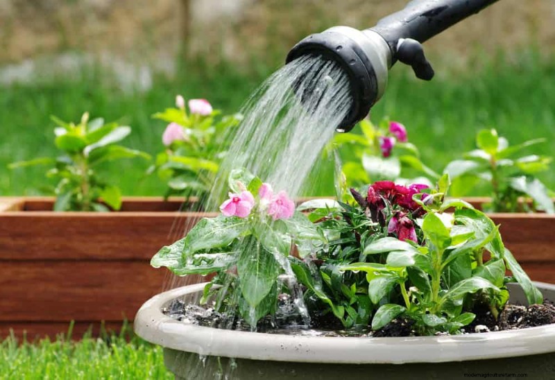 Veelvoorkomende fouten bij het water geven van kamerplanten:het ontkrachten van mythen over gezondere planten 
