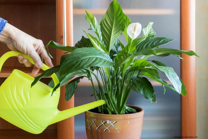 Veelvoorkomende fouten bij het water geven van kamerplanten:het ontkrachten van mythen over gezondere planten 
