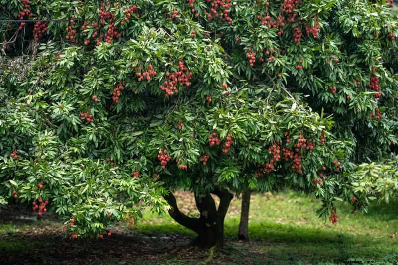 I 10 migliori alberi da frutto per la semina primaverile:assicurati un raccolto dolce 