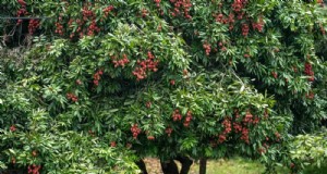 Top 10 fruitbomen voor voorjaarsbeplanting:zorg voor een zoete oogst 