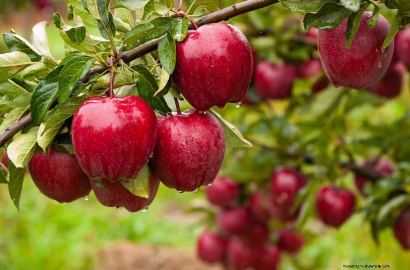 I 10 migliori alberi da frutto per la semina primaverile:assicurati un raccolto dolce 