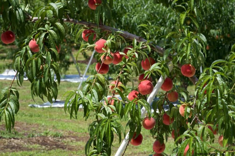I 10 migliori alberi da frutto per la semina primaverile:assicurati un raccolto dolce 