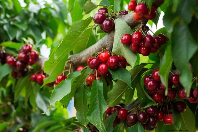 I 10 migliori alberi da frutto per la semina primaverile:assicurati un raccolto dolce 