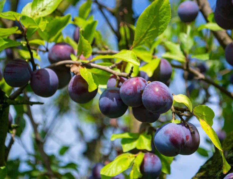 I 10 migliori alberi da frutto per la semina primaverile:assicurati un raccolto dolce 
