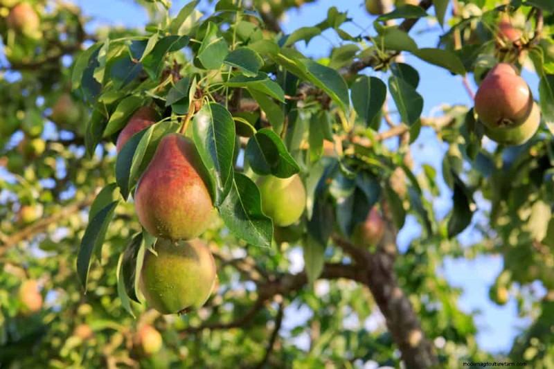 I 10 migliori alberi da frutto per la semina primaverile:assicurati un raccolto dolce 