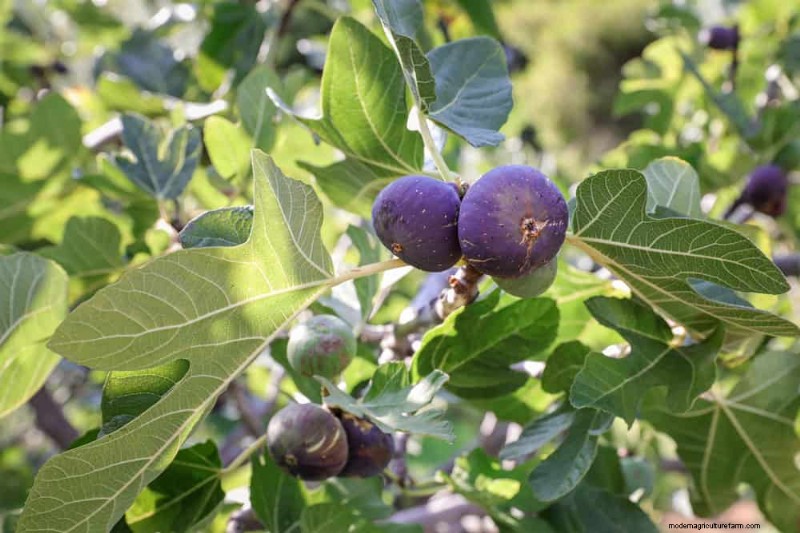 I 10 migliori alberi da frutto per la semina primaverile:assicurati un raccolto dolce 