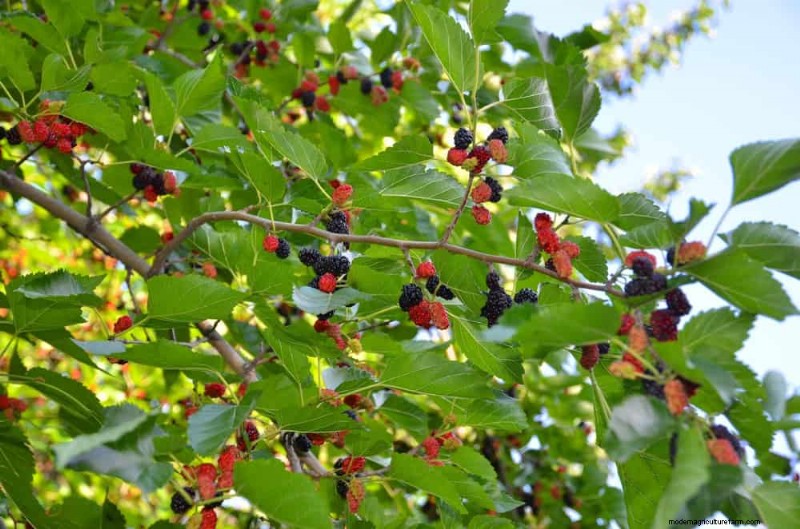 I 10 migliori alberi da frutto per la semina primaverile:assicurati un raccolto dolce 