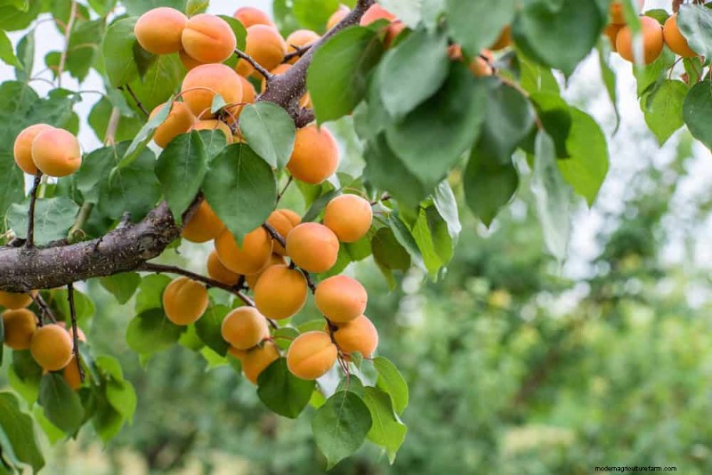 I 10 migliori alberi da frutto per la semina primaverile:assicurati un raccolto dolce 