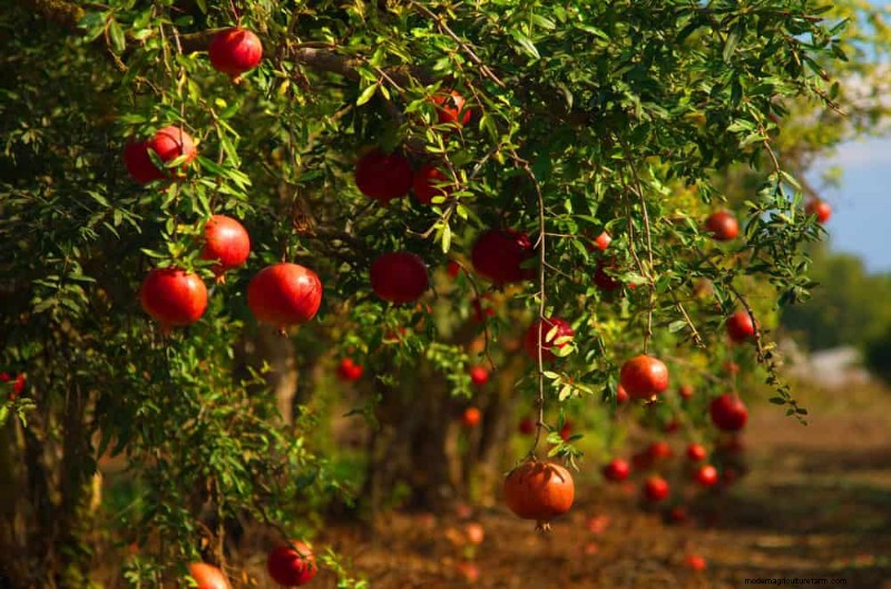 I 10 migliori alberi da frutto per la semina primaverile:assicurati un raccolto dolce 