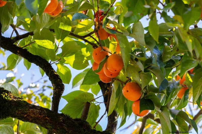 I 10 migliori alberi da frutto per la semina primaverile:assicurati un raccolto dolce 