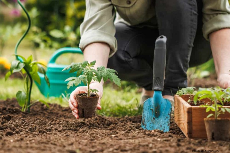 Errori di giardinaggio primaverile:evita le insidie ​​comuni per un giardino rigoglioso 