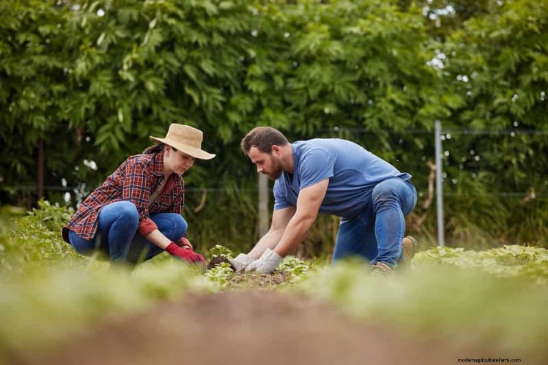 Errori di giardinaggio primaverile:evita le insidie ​​comuni per un giardino rigoglioso 