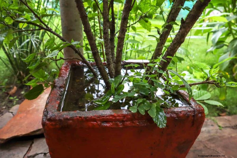 Errori di giardinaggio primaverile:evita le insidie ​​comuni per un giardino rigoglioso 