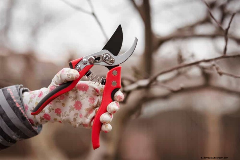 Errori di giardinaggio primaverile:evita le insidie ​​comuni per un giardino rigoglioso 