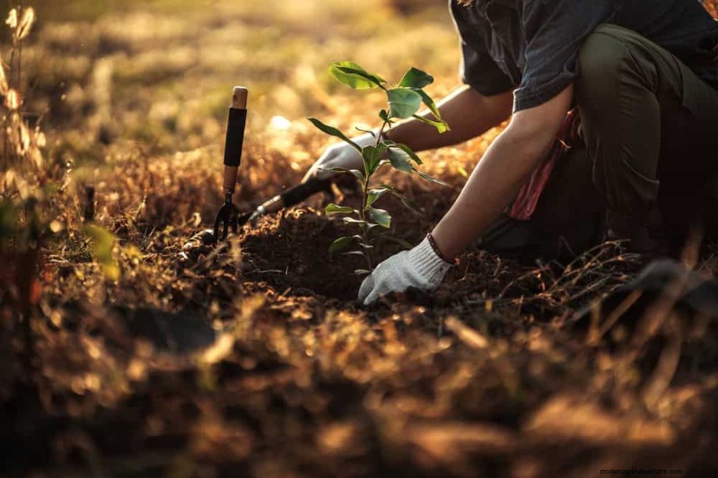 Errori di giardinaggio primaverile:evita le insidie ​​comuni per un giardino rigoglioso 