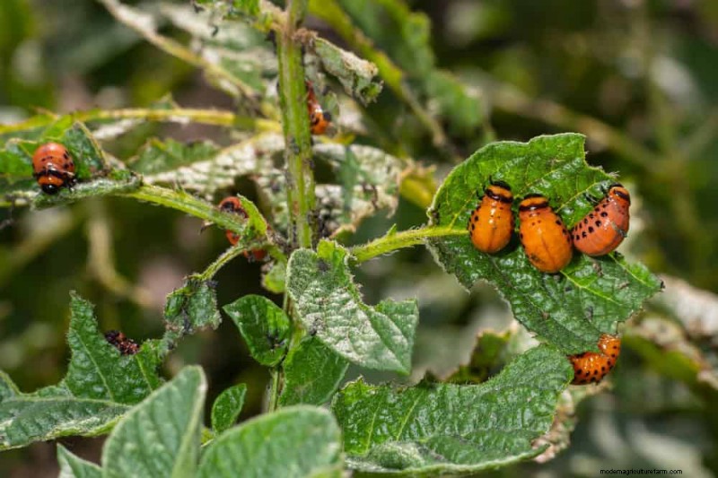 Errori di giardinaggio primaverile:evita le insidie ​​comuni per un giardino rigoglioso 