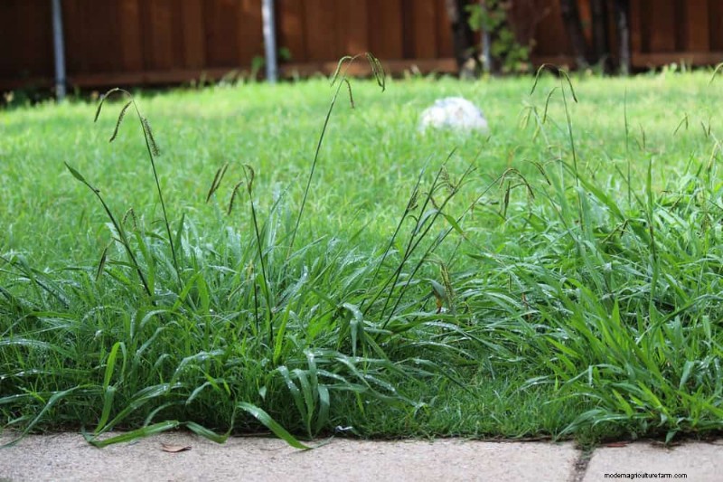 Errori di giardinaggio primaverile:evita le insidie ​​comuni per un giardino rigoglioso 