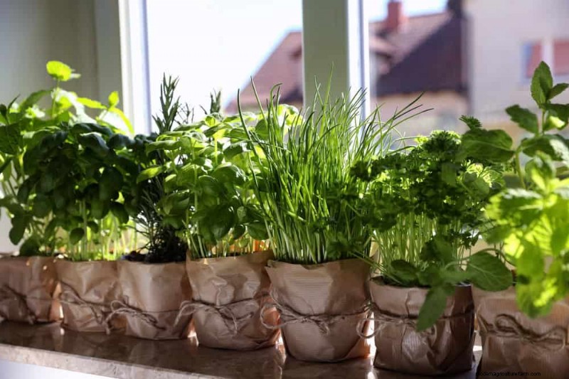 Windowsill Herb Garden:een stapsgewijze handleiding voor het kweken van verse kruiden 