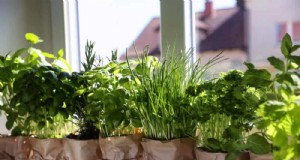 Windowsill Herb Garden:een stapsgewijze handleiding voor het kweken van verse kruiden 