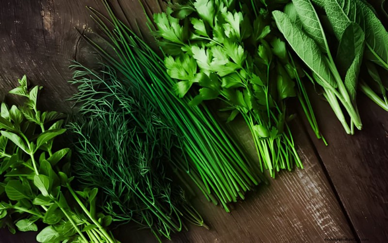 Windowsill Herb Garden:een stapsgewijze handleiding voor het kweken van verse kruiden 