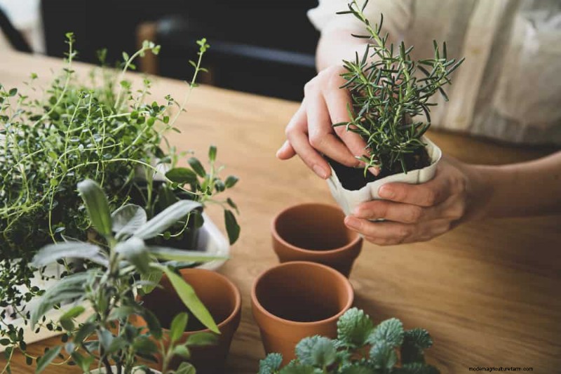 Windowsill Herb Garden:een stapsgewijze handleiding voor het kweken van verse kruiden 