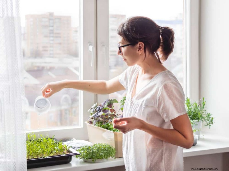 Windowsill Herb Garden:een stapsgewijze handleiding voor het kweken van verse kruiden 